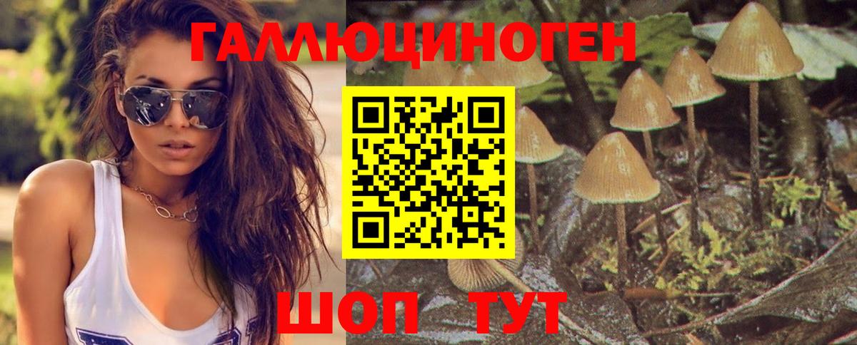 Псилоцибиновые грибы GOLDEN TEACHER  Тайшет  Псилоцибиновые грибы Magic Shrooms 